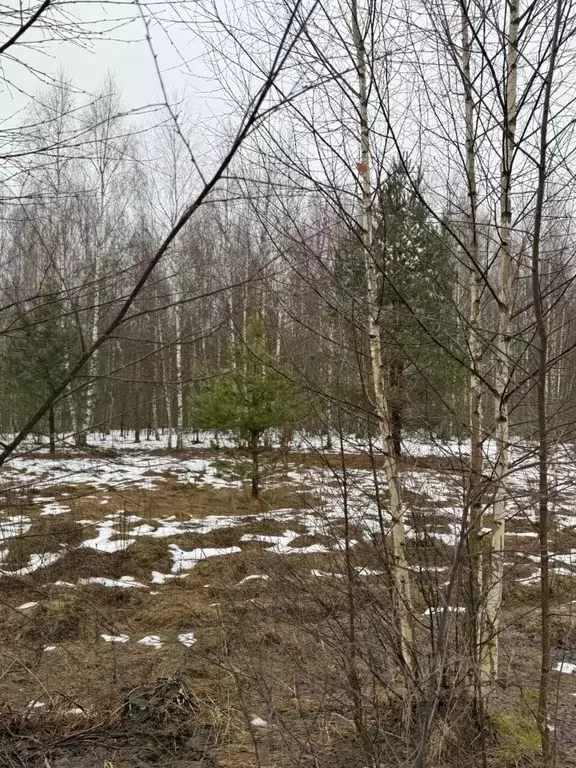 Участок в Владимирская область, Судогодский район, Лавровское ... - Фото 0