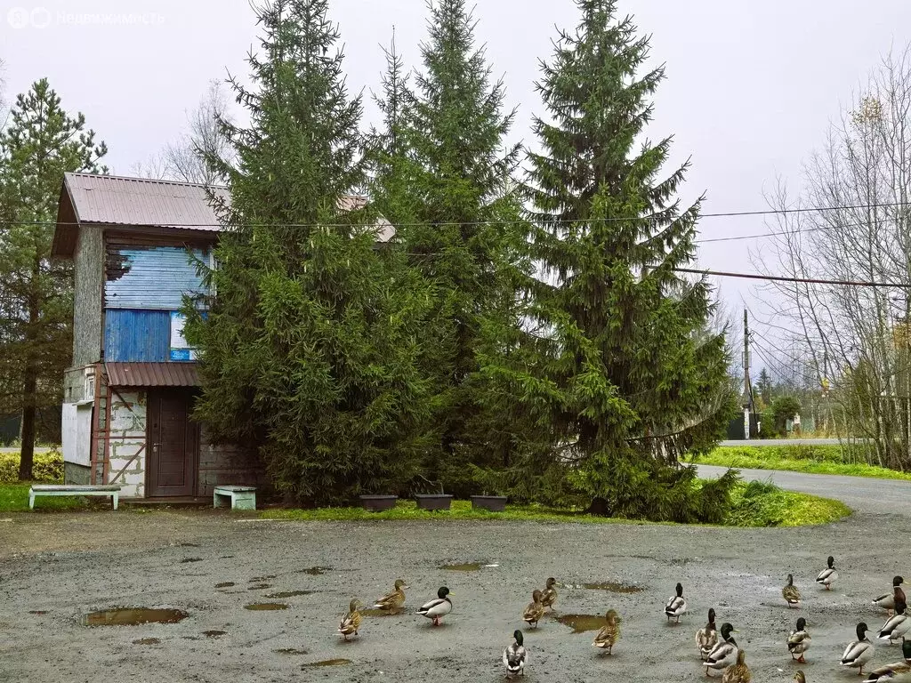 Дом в деревня Красницы, 13А (26 м) - Фото 2