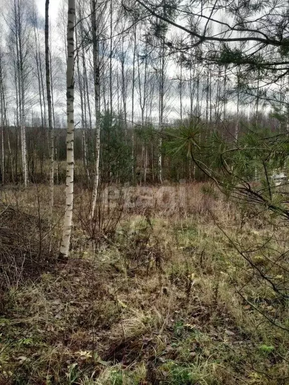 Участок в Новгородская область, Новгородский район, Савинское с/пос, ... - Фото 1