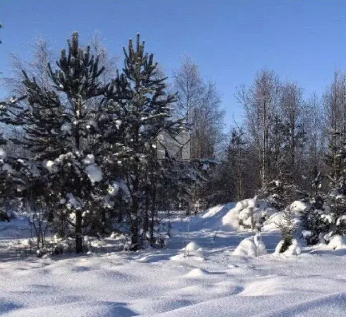 Участок в Ленинградская область, Всеволожск Всеволожский просп. (6.47 ... - Фото 1