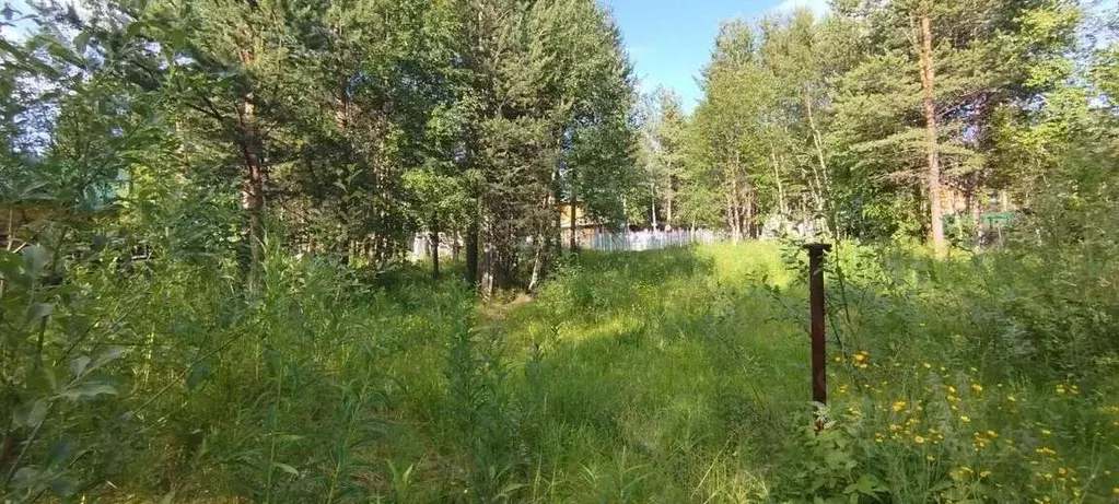 Участок в Мурманская область, Кольский муниципальный округ, Тайбола ... - Фото 2