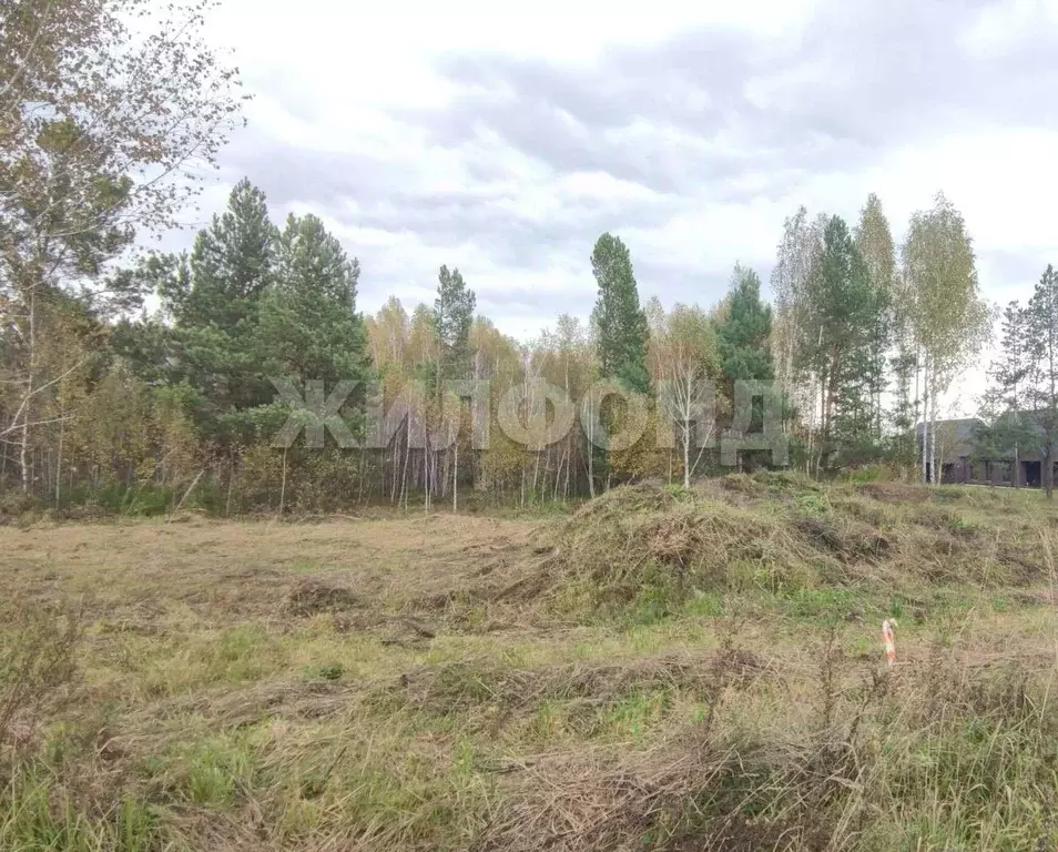 Участок в Новосибирская область, Новосибирский район, Барышевский ... - Фото 1