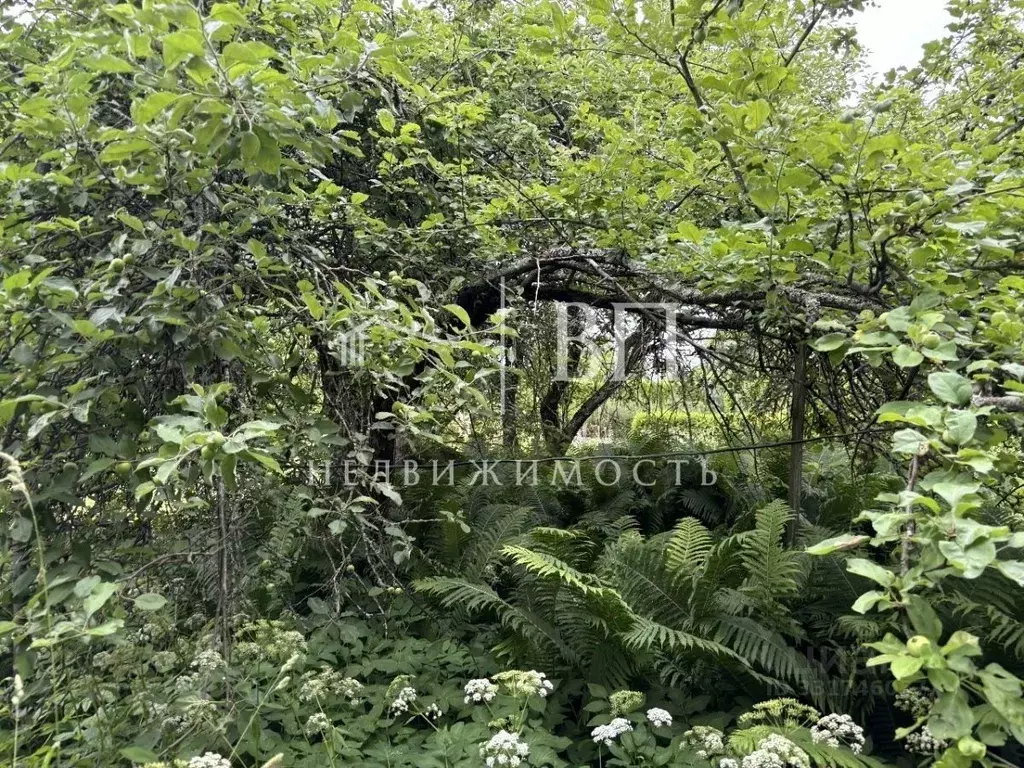 Участок в Ленинградская область, Приозерский район, пос. Сосново ул. ... - Фото 1