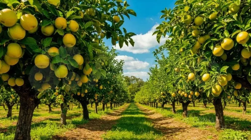 Участок в Ростовская область, Новочеркасск  (5.0 сот.) - Фото 1