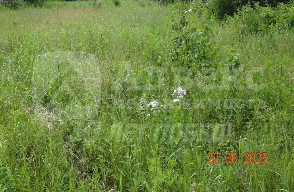 Участок в Тюменская область, Нижнетавдинский район, Лебедушка СПК ул. ... - Фото 2