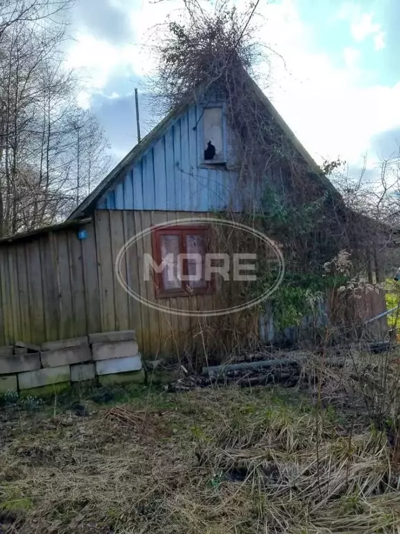 Участок в Калининградская область, Калининград Фрегат СНТ, проезд ... - Фото 2