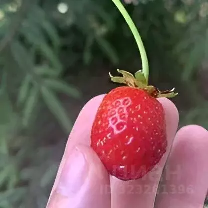 Дом в Ленинградская область, Всеволожский район, Колтушское городское ... - Фото 2