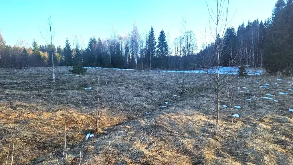 Участок в Новгородская область, Валдайский район, Костковское с/пос, ... - Фото 2