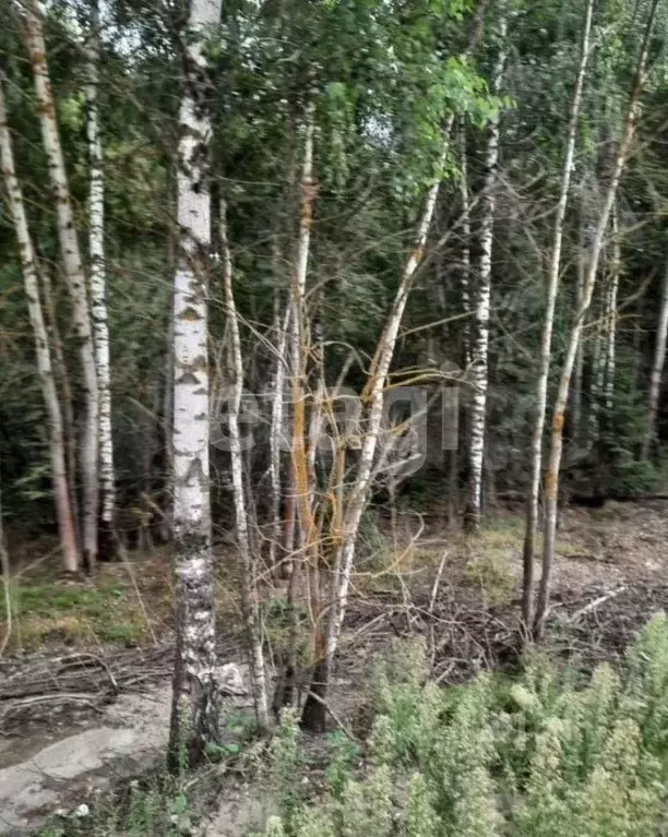 Участок в Московская область, Щелково городской округ, пос. Литвиново  ... - Фото 1