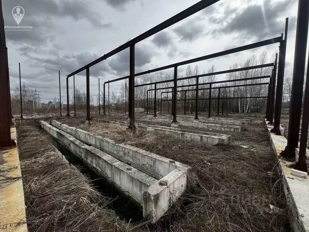 Участок в Рязанская область, Пронский муниципальный округ, пос. ... - Фото 1