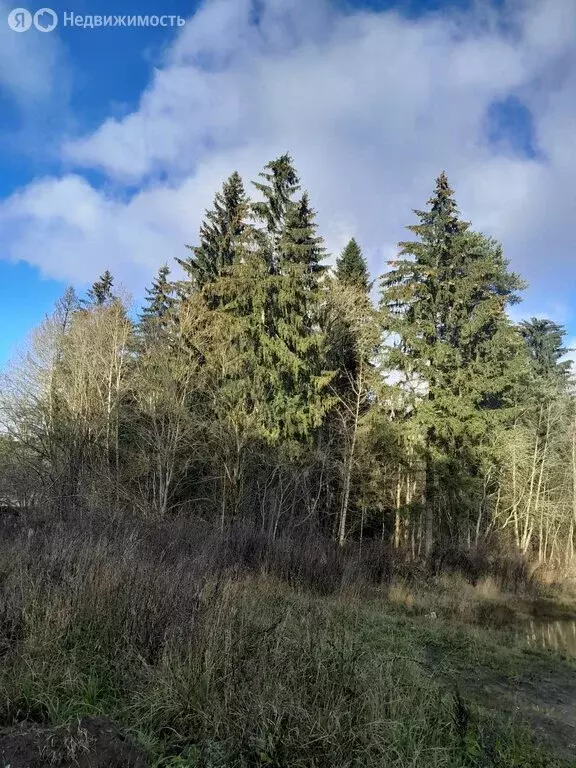 Участок в Сусанино, 10-я линия (18 м) - Фото 1