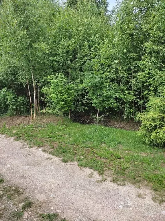 Участок в Новгородская область, Новгородский район, Ракомское с/пос, ... - Фото 1