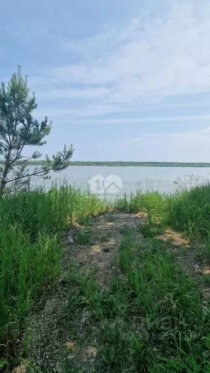 Участок в Новосибирская область, Колыванский район, Ермак СНТ 347 ... - Фото 2