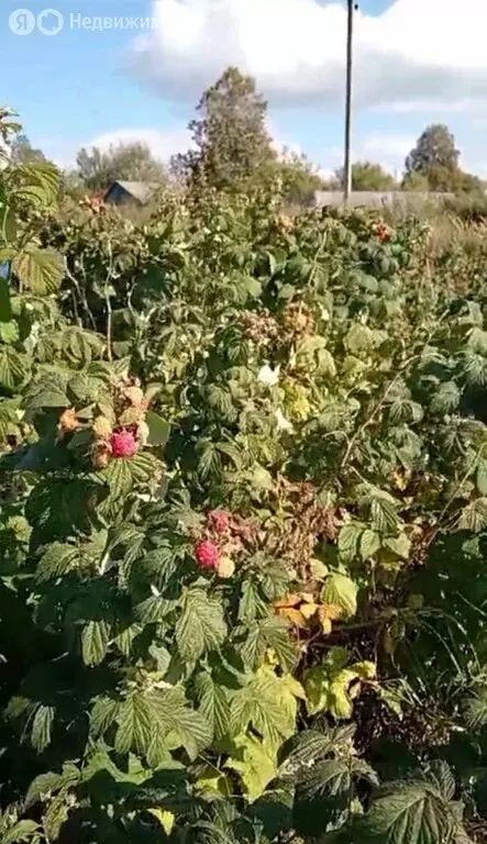 Участок в Навлинский район, Чичковское сельское поселение, село Бутрё ... - Фото 1