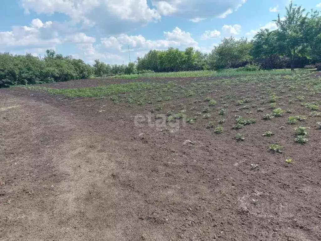 Участок в Белгородская область, Корочанский район, Новослободское ... - Фото 1