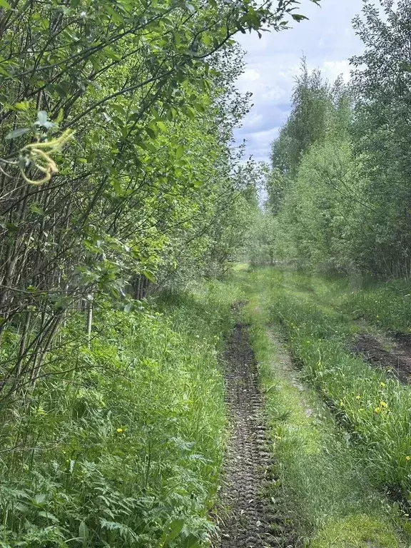 Участок 6,3 сот. (СНТ, ДНП) - Фото 1