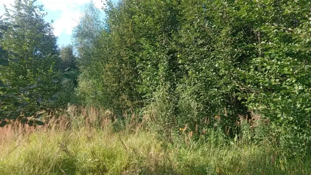 Участок в Московская область, Талдомский городской округ, д. Высочки  ... - Фото 1