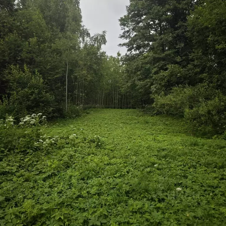 Участок в Московская область, Богородский городской округ, имени ... - Фото 1