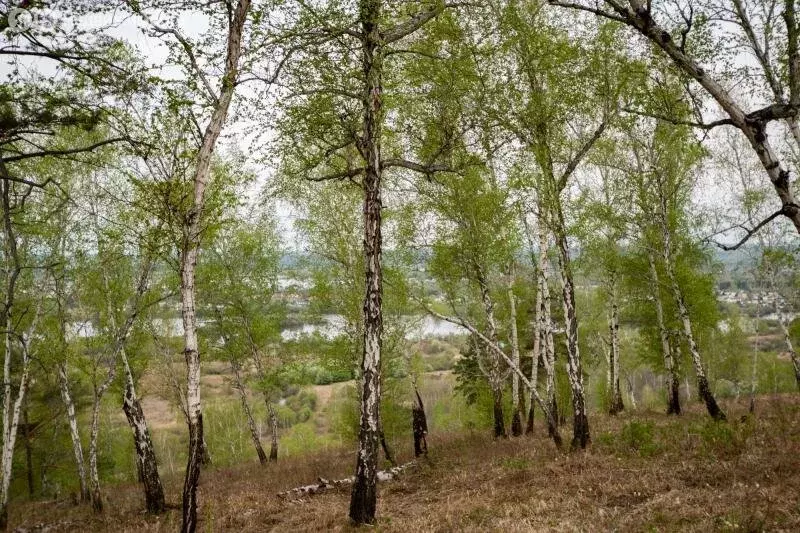 Дом в Иркутский муниципальный округ, ДНТ Верхняя Смоленщина, ... - Фото 2
