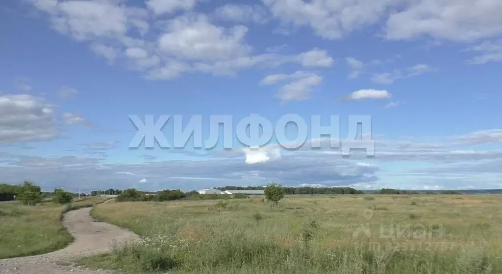 Участок в Новосибирская область, Колыванский район, с. Сидоровка Новая ... - Фото 2