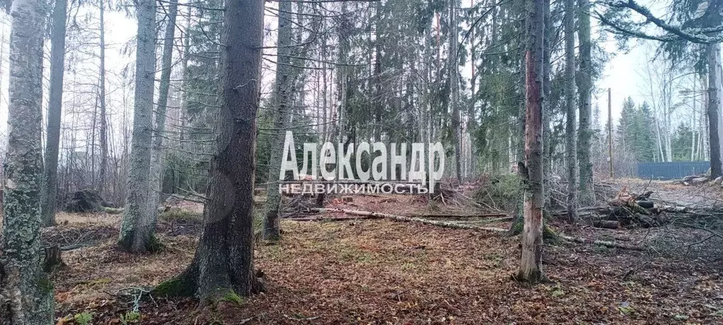 Участок 25 сот. (СНТ, ДНП) - Фото 0