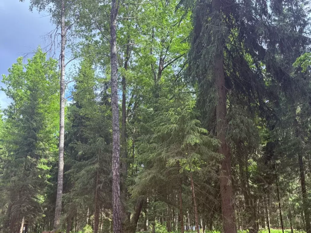 Участок в Московская область, Звенигород Одинцовский городской округ,  ... - Фото 2