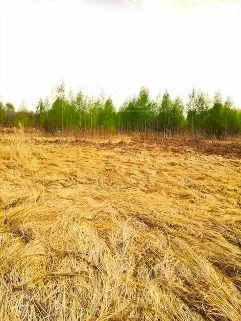 Участок в Тюменская область, Нижнетавдинский район, с. Тюнево ... - Фото 0