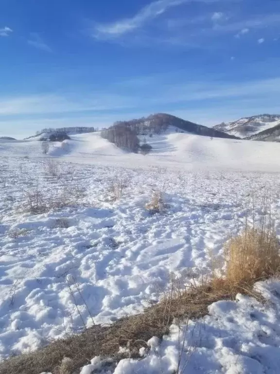 Участок в Алтайский край, Солонешенский район, с. Солонешное ул. ... - Фото 1