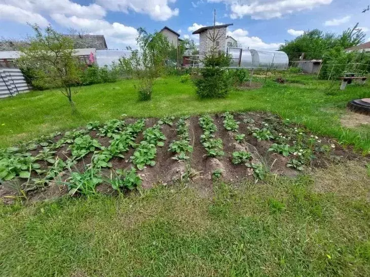 Участок в Татарстан, с. Пестрецы ул. Зеленая, 13 (10.0 сот.) - Фото 0