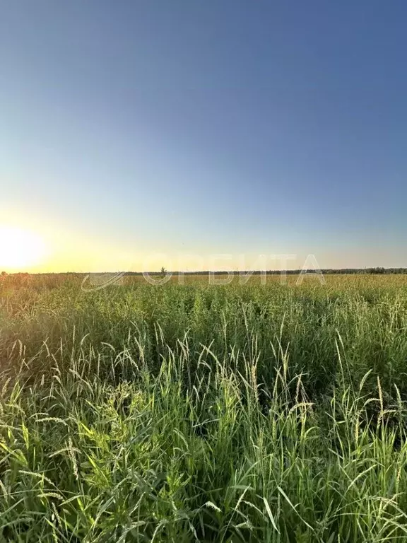 Участок в Тюменская область, Тюмень Большое Царево-1 СНТ,  (10.0 сот.) - Фото 1