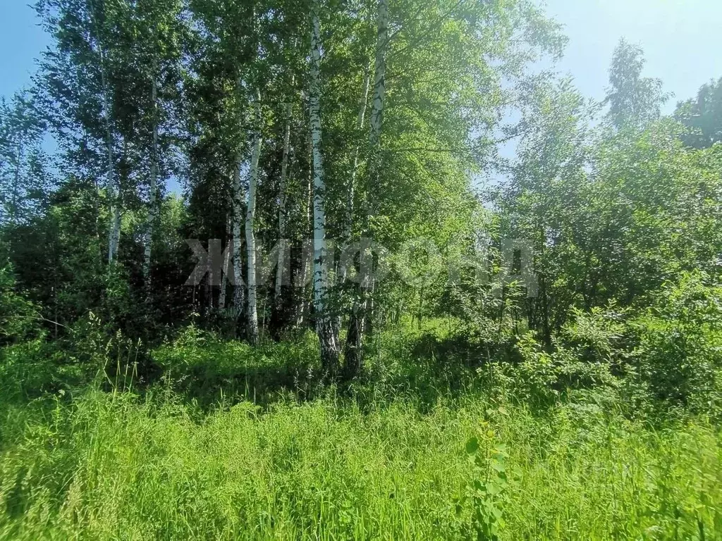 Участок в Новосибирская область, Новосибирский район, Станционный ... - Фото 0