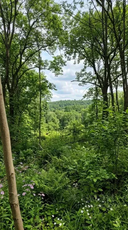 Участок в Приморский край, Артем ул. 1-я Рабочая (11.83 сот.) - Фото 1