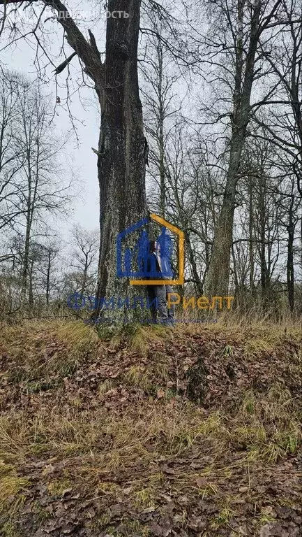 Участок в Калужская область, Жуковский муниципальный округ, деревня ... - Фото 2