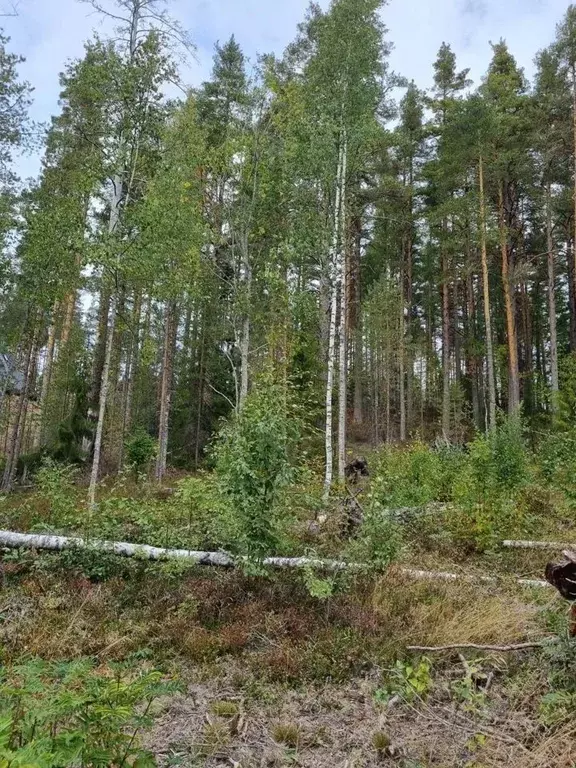 Участок в Ленинградская область, Выборгский район, Полянское с/пос, ... - Фото 0