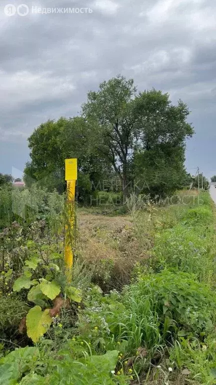 Участок в Борки, Дачная улица, 14 (6.3 м) - Фото 0