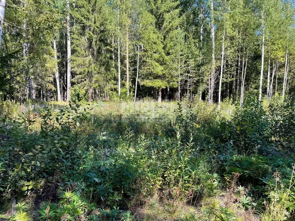 Участок в Карелия, Прионежский район, Нововилговское с/пос, ... - Фото 1