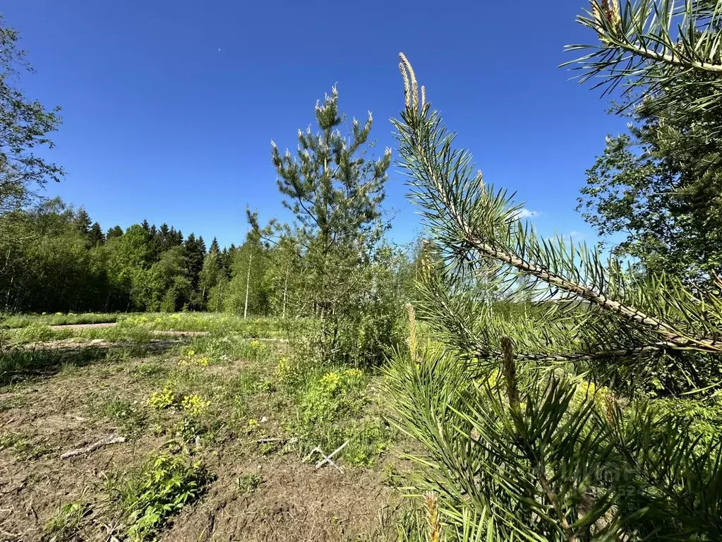Участок в Ленинградская область, Выборгский район, Полянское с/пос, ... - Фото 1