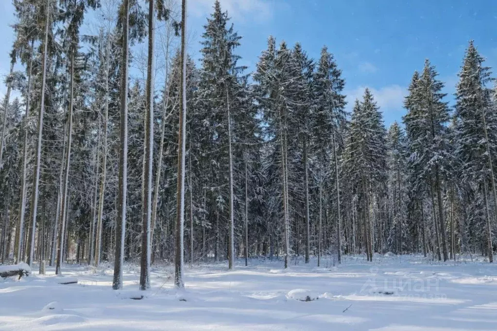 Участок в Московская область, Дмитровский муниципальный округ, ... - Фото 2