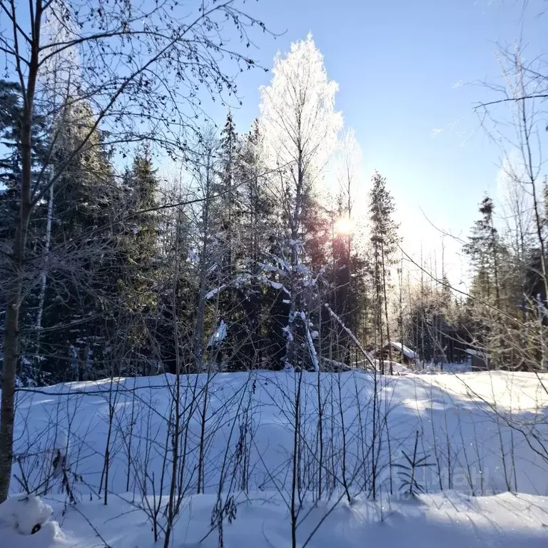 Участок в Ленинградская область, Всеволожск Изумрудный лес кп,  (6.81 ... - Фото 2