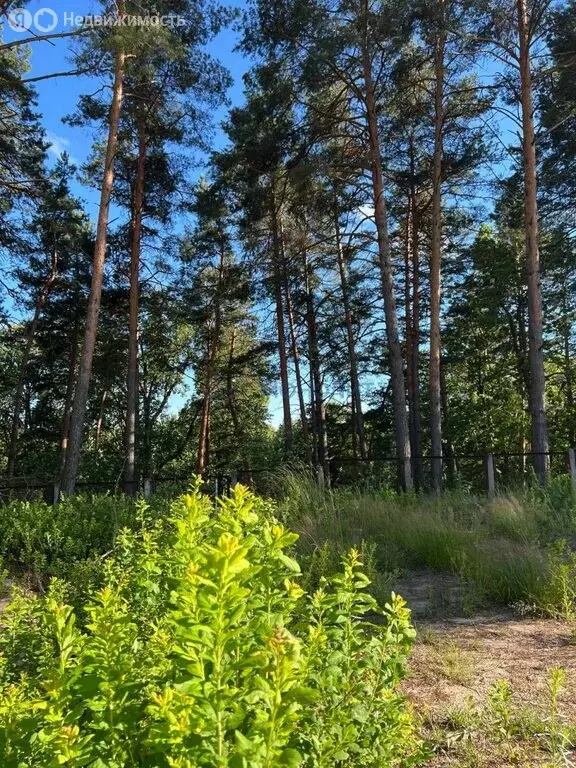 Участок в Нижегородская область, Володарский муниципальный округ, ... - Фото 1