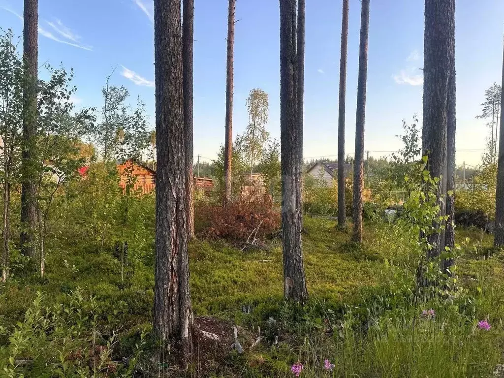 Участок в Коми, Сыктывкар городской округ, Краснозатонский пгт ул. ... - Фото 1