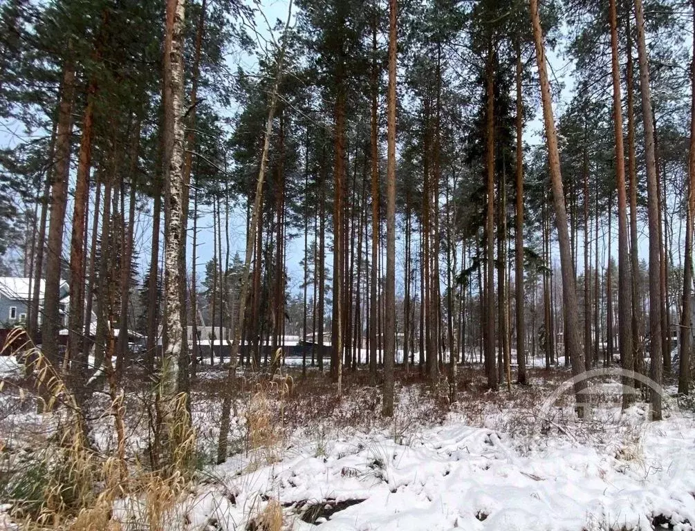 Участок в Ленинградская область, Всеволожский район, Токсовское ... - Фото 1