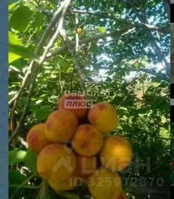 Дом в Челябинская область, Челябинск Горняк СНТ, ул. Правая, 42 (13 м) - Фото 1