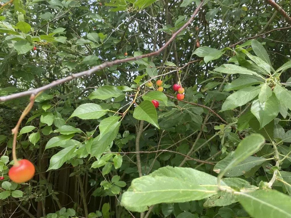 Участок в Калужская область, Боровский муниципальный округ, Опушка СНТ ... - Фото 1