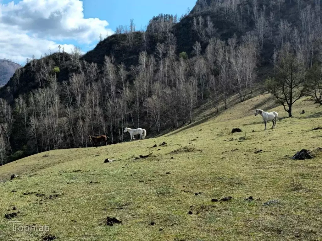 Участок в Алтай, Чемальский район, с. Толгоек  (9.2 сот.) - Фото 2