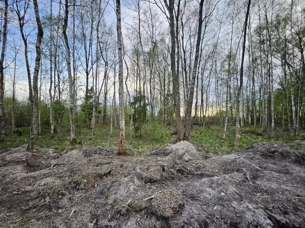 Участок в Московская область, Дмитровский муниципальный округ, 50 лет ... - Фото 1