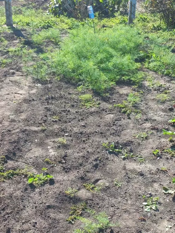 Участок в Ульяновская область, Димитровград Донская ул. (7.4 сот.) - Фото 2