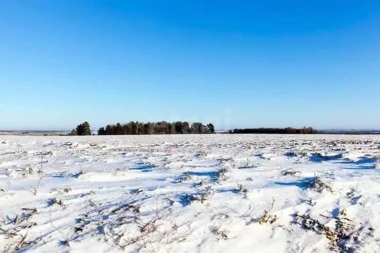 Участок в Брянская область, Почепский район, с. Первомайское  (48000.0 ... - Фото 2