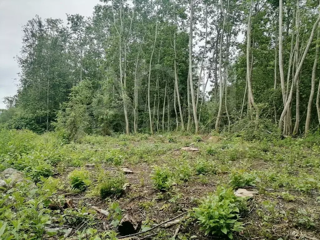 Участок в Ленинградская область, Приозерский район, Ларионовское ... - Фото 1