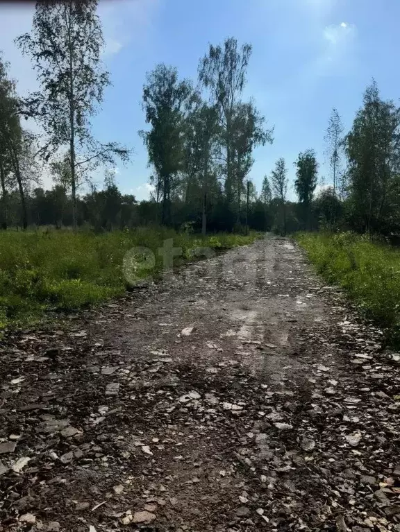 Участок в Новосибирская область, Новосибирский район, Станционный ... - Фото 1